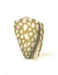 Noble Cone