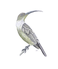 bird